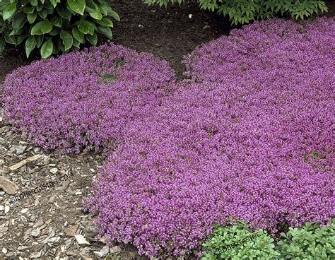 Prostrate thyme seeds magic carpet